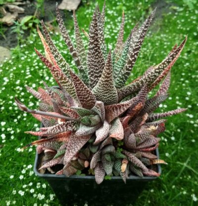 Gasterhaworthia royal highness