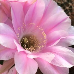 невкорінена маленька діточка Echinopsis 217 Melodie, d = 2,0 см