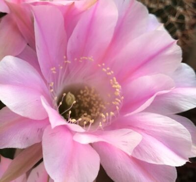 невкорінена маленька діточка Echinopsis 217 Melodie, d = 1,5 см - Зображення 3