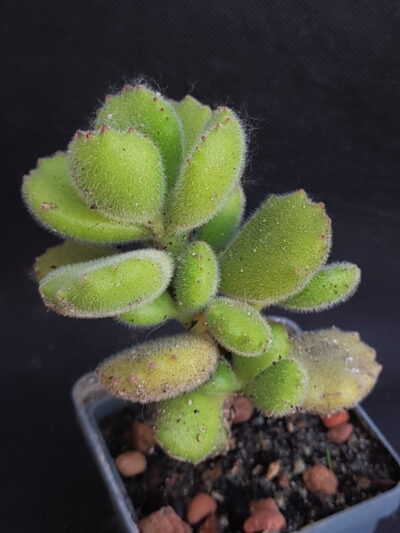 Cotyledon tomentosa