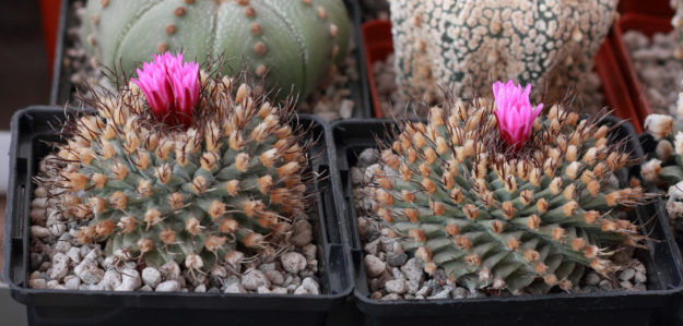 Lithops