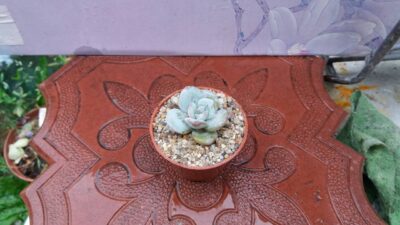 Echeveria laui - Зображення 2