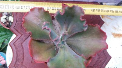 ECHEVERIA FIRE LIGHT - Зображення 3