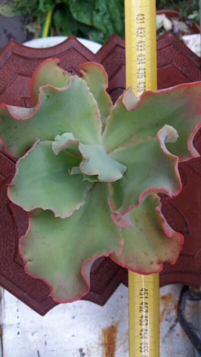 Echeveria Giant Blue - Зображення 3