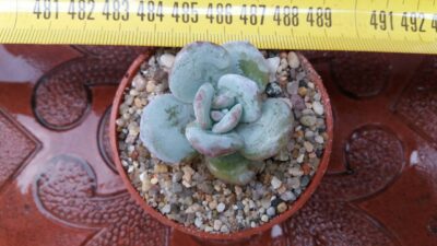 Echeveria laui