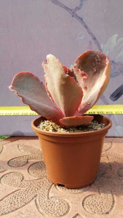 ECHEVERIA BITTERSWEET - Зображення 2