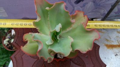 Echeveria Giant Blue