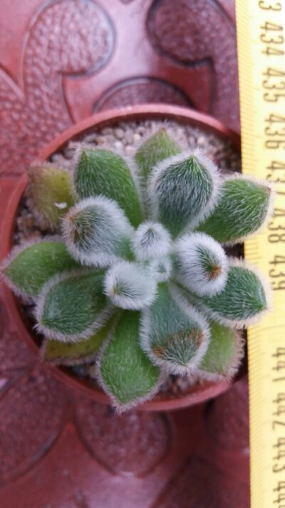 ECHEVERIA DORIS TAYLOR