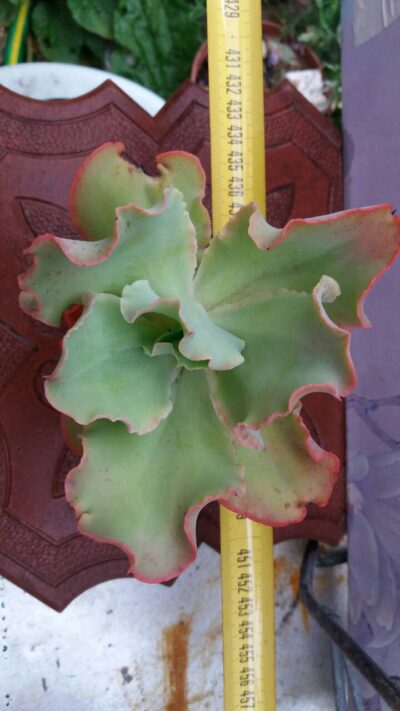 Echeveria Giant Blue - Зображення 2