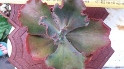 ECHEVERIA FIRE LIGHT - Зображення 2