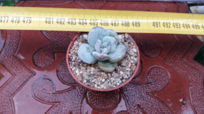 Echeveria laui - Зображення 3