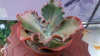 ECHEVERIA FIRE LIGHT - Зображення 4