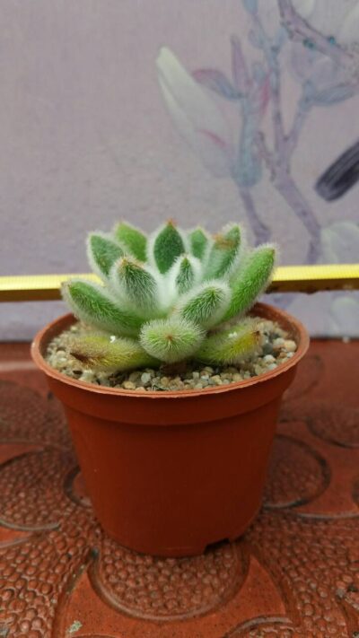 ECHEVERIA DORIS TAYLOR - Зображення 2