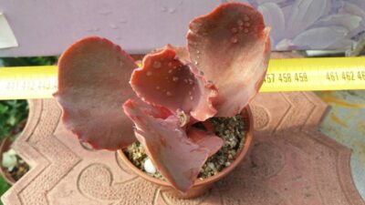 ECHEVERIA BITTERSWEET - Зображення 4