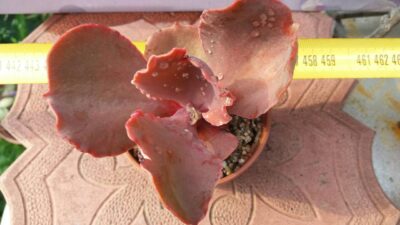 ECHEVERIA BITTERSWEET