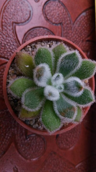 ECHEVERIA DORIS TAYLOR - Зображення 4