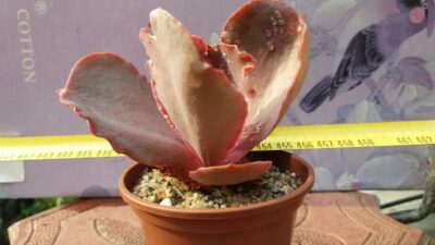 ECHEVERIA BITTERSWEET - Зображення 3