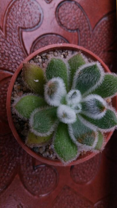 ECHEVERIA DORIS TAYLOR - Зображення 3