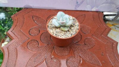 Echeveria laui - Зображення 4