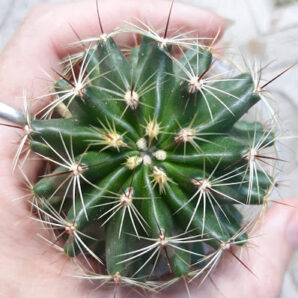 Hamatocactus setispinus