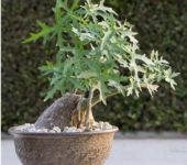 Cissus tuberosa