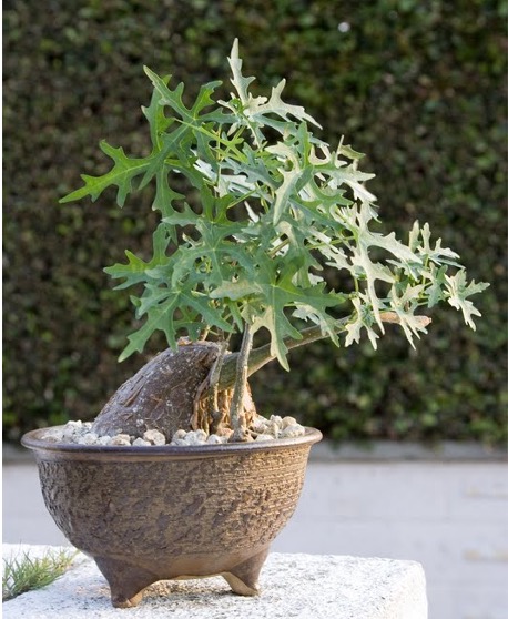 Cissus (Циссус)