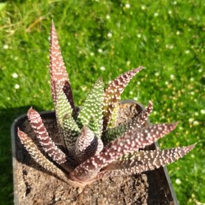GASTERHAWORTHIA ROYAL HIGHNESS