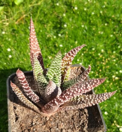 GASTERHAWORTHIA ROYAL HIGHNESS