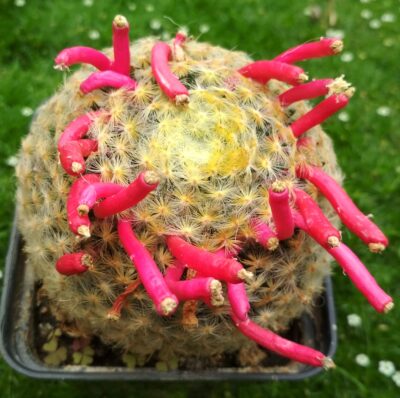 MAMMILLARIA SCHIEDEANA - Зображення 2