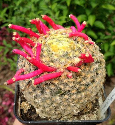MAMMILLARIA SCHIEDEANA