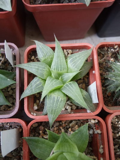 Haworthia aff. acuminata
