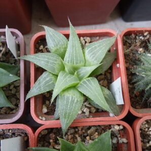 Haworthia aff. acuminata