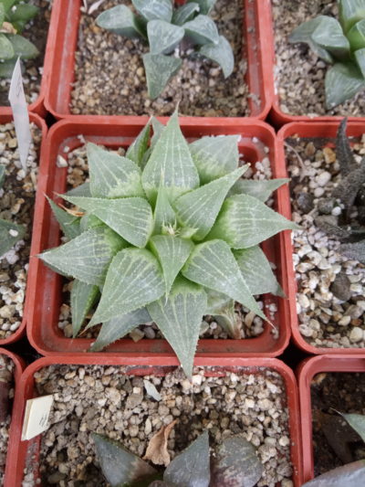 Haworthia aff. acuminata - Зображення 2