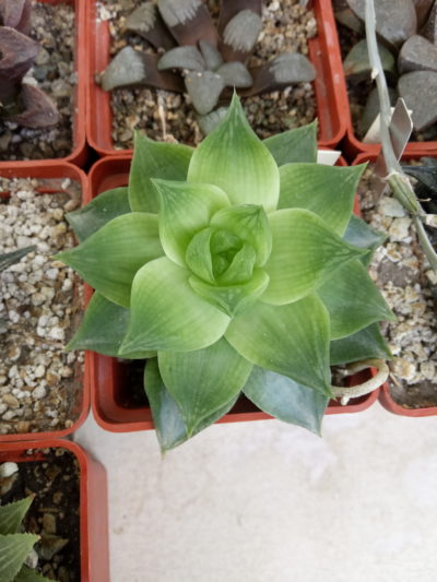 Haworthia planifolia var. agavoides - Зображення 2