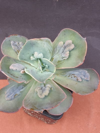 Echeveria Paul Bunyan