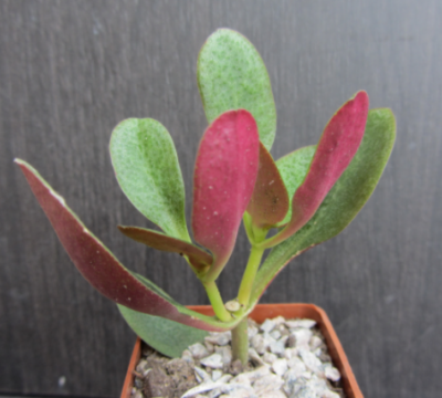 Crassula streyi