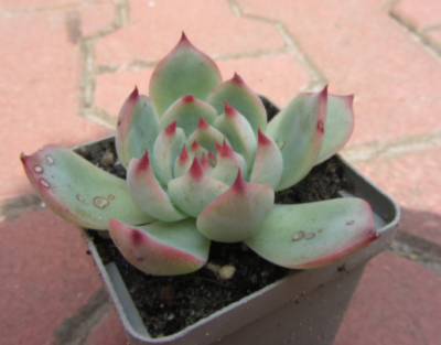 Echeveria chihuahuensis