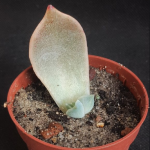Echeveria madiba (лист)