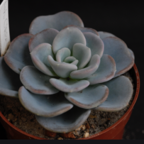 Echeveria Orpet (лист с деткой)