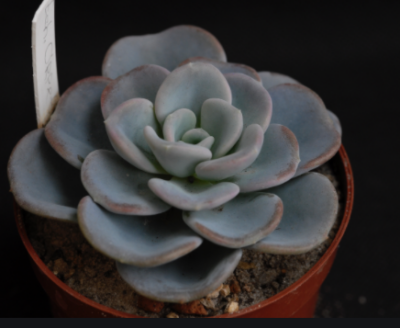 Echeveria Orpet (лист с деткой)
