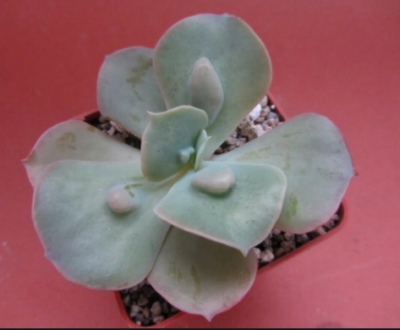 Echeveria Paul Bunyan
