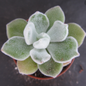 Echeveria pulvinata Frosty