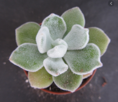 Echeveria pulvinata Frosty