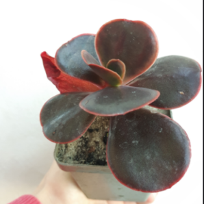 Echeveria Red Ball