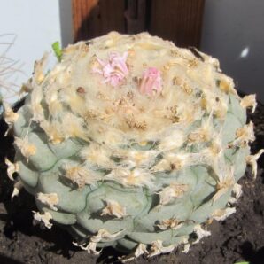 Lophophora diffusa