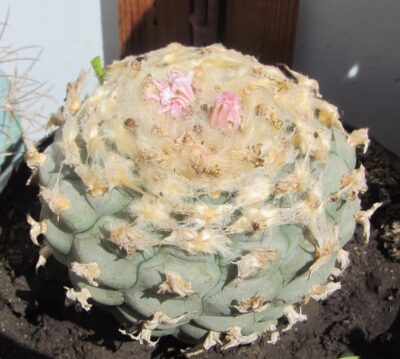 LOPHOPHORA ECHINATA V. DIFFUSA