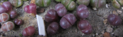Lithops optica rubra - Зображення 2