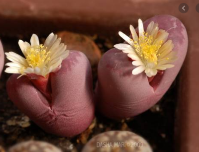 Lithops optica rubra
