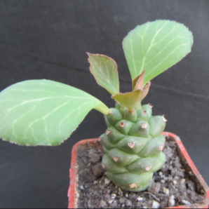 Monadenium ritchiei (obesum)