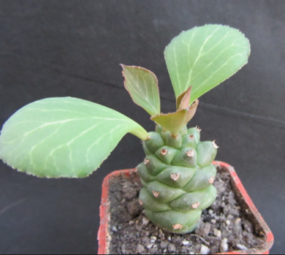 Monadenium ritchiei (obesum)